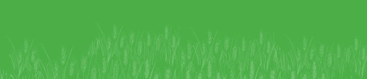 wheats 2